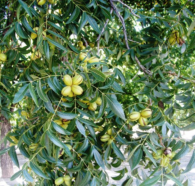 File:Pecans.jpg